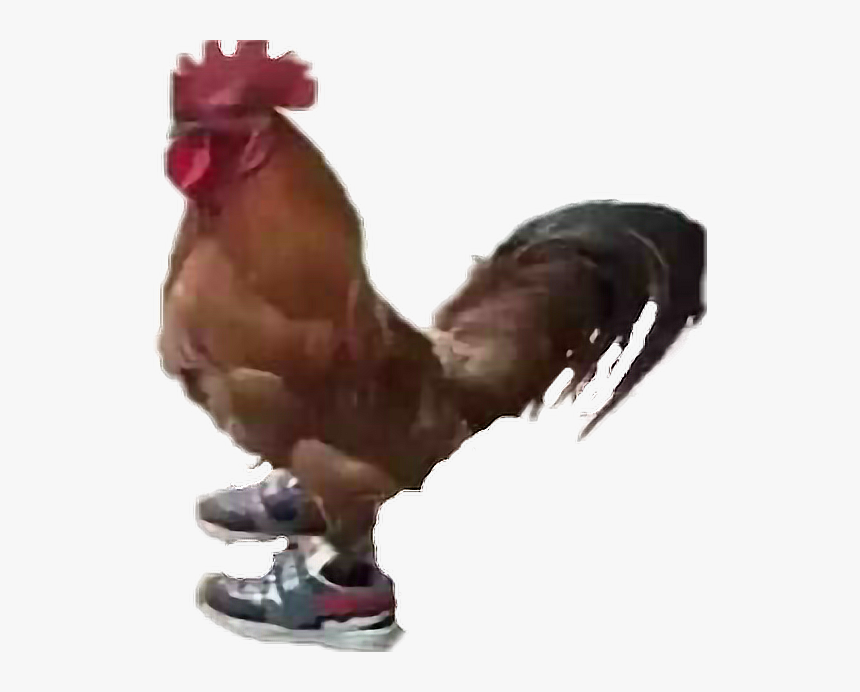 Transparent Gallo Clipart - Jaja Un Gallo Con Tenis, HD Png Download, Free Download