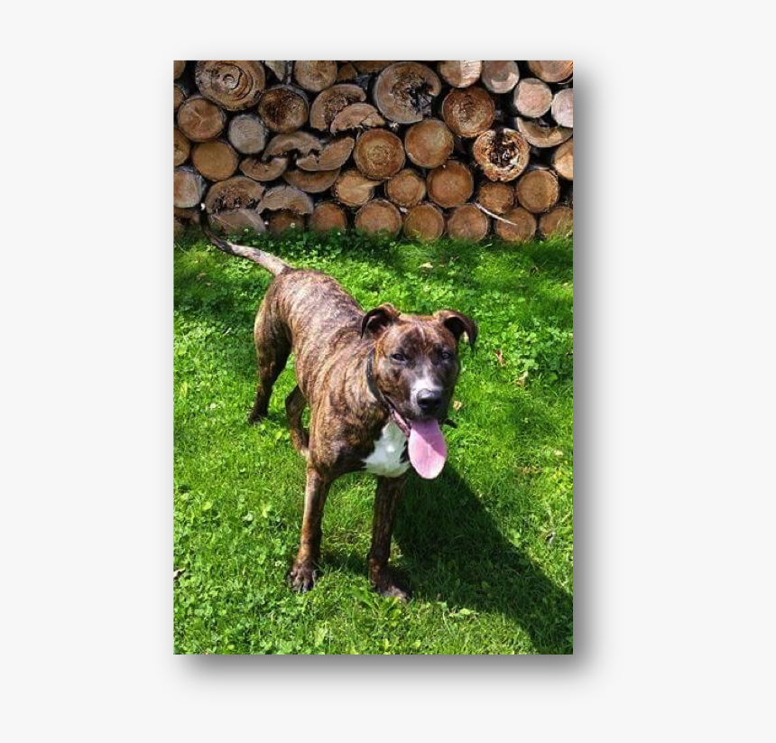 Treeing Tennessee Brindle, HD Png Download, Free Download