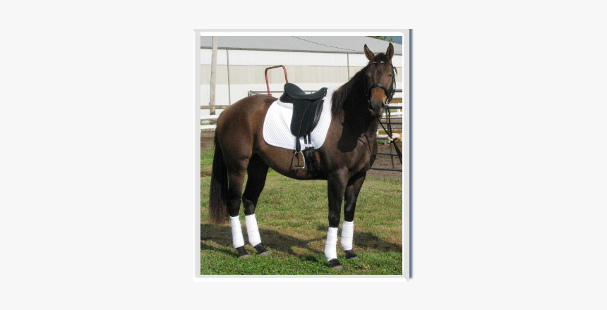 Mare, HD Png Download, Free Download