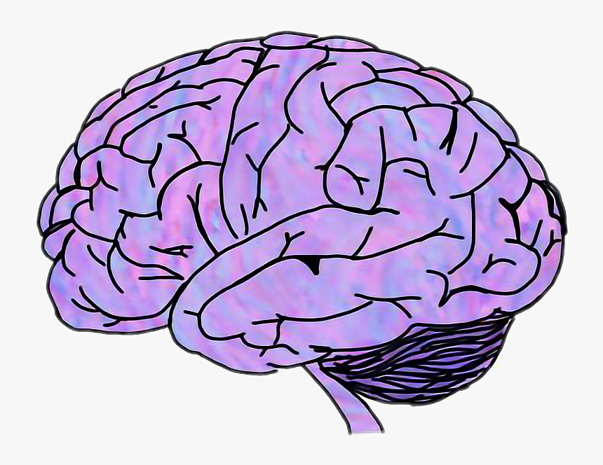 Brain sent. Изображение мозга. Мозг рисунок.