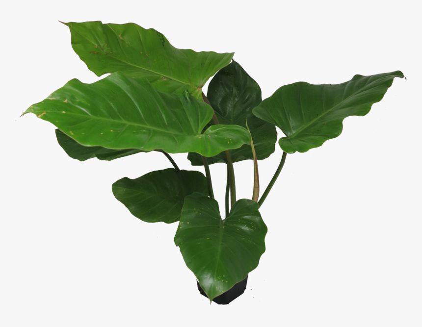 Tree, HD Png Download, Free Download