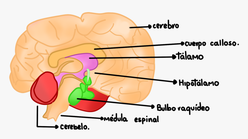 Cerebro - Traumatismo Craneoencefalico Y Sus Cuidados De Enfermeria, HD Png Download, Free Download