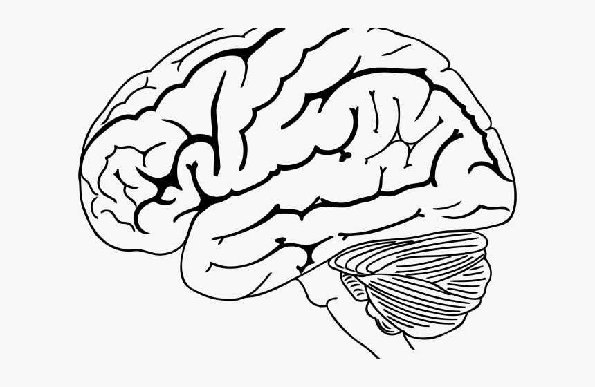 Drawn Brain Transparent - Brain Drawing Png, Png Download, Free Download