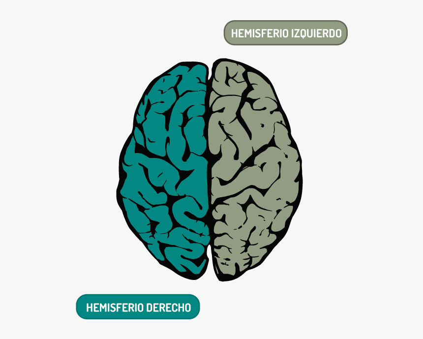 Cerebro Hemisferio Izquierdo Png, Transparent Png, Free Download