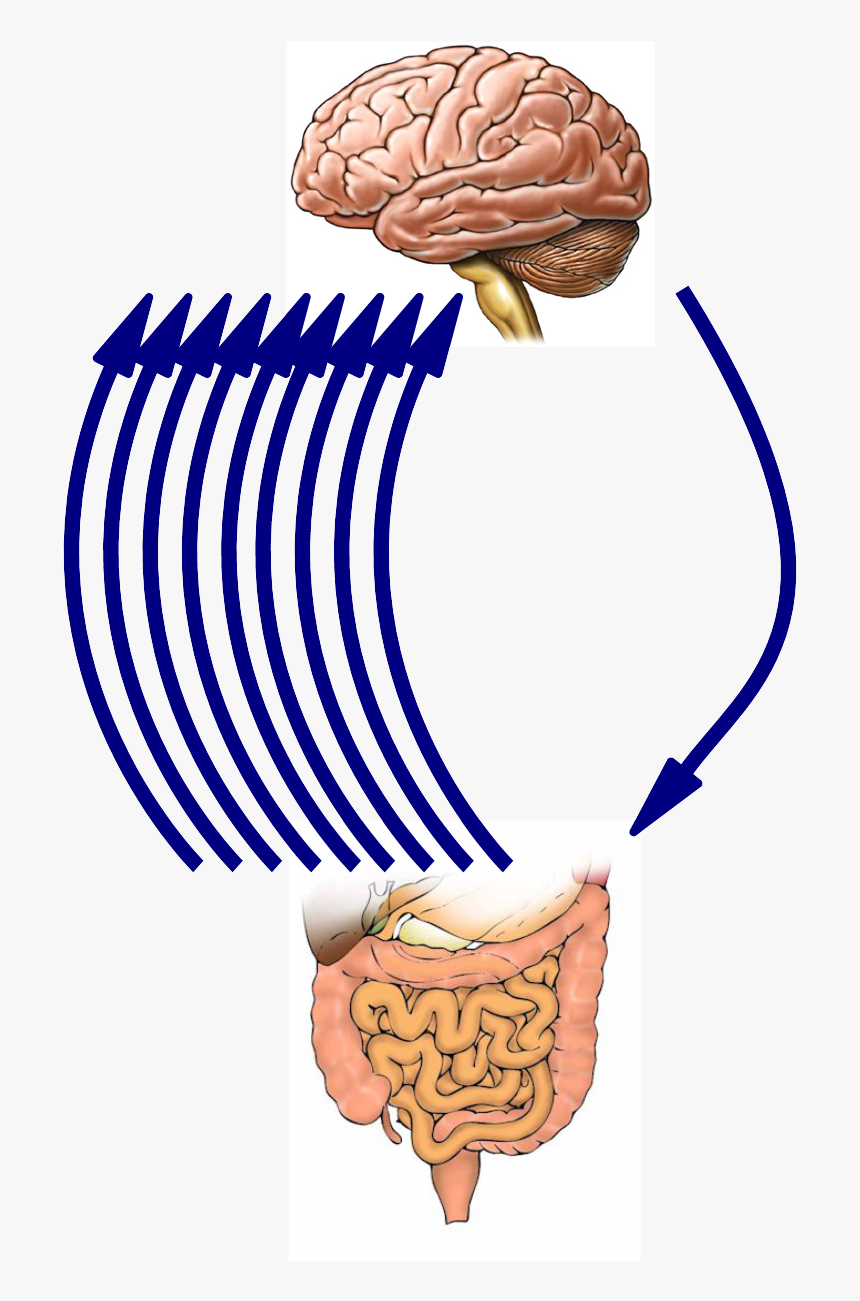 Cerebro Intestino Png, Transparent Png, Free Download