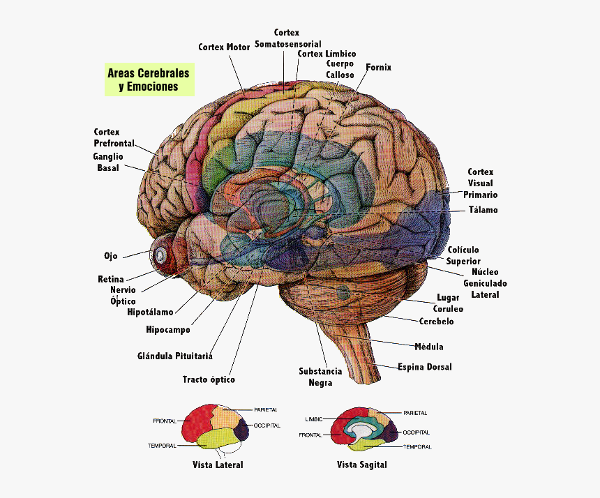 Cerebro - Partes Do Cérebro Humano, HD Png Download, Free Download