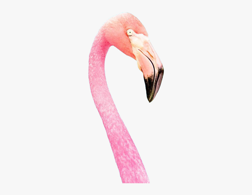 Flamingo, Overlay, And Transparent Image - Wakacyjne Tapety Na Telefon, HD Png Download, Free Download