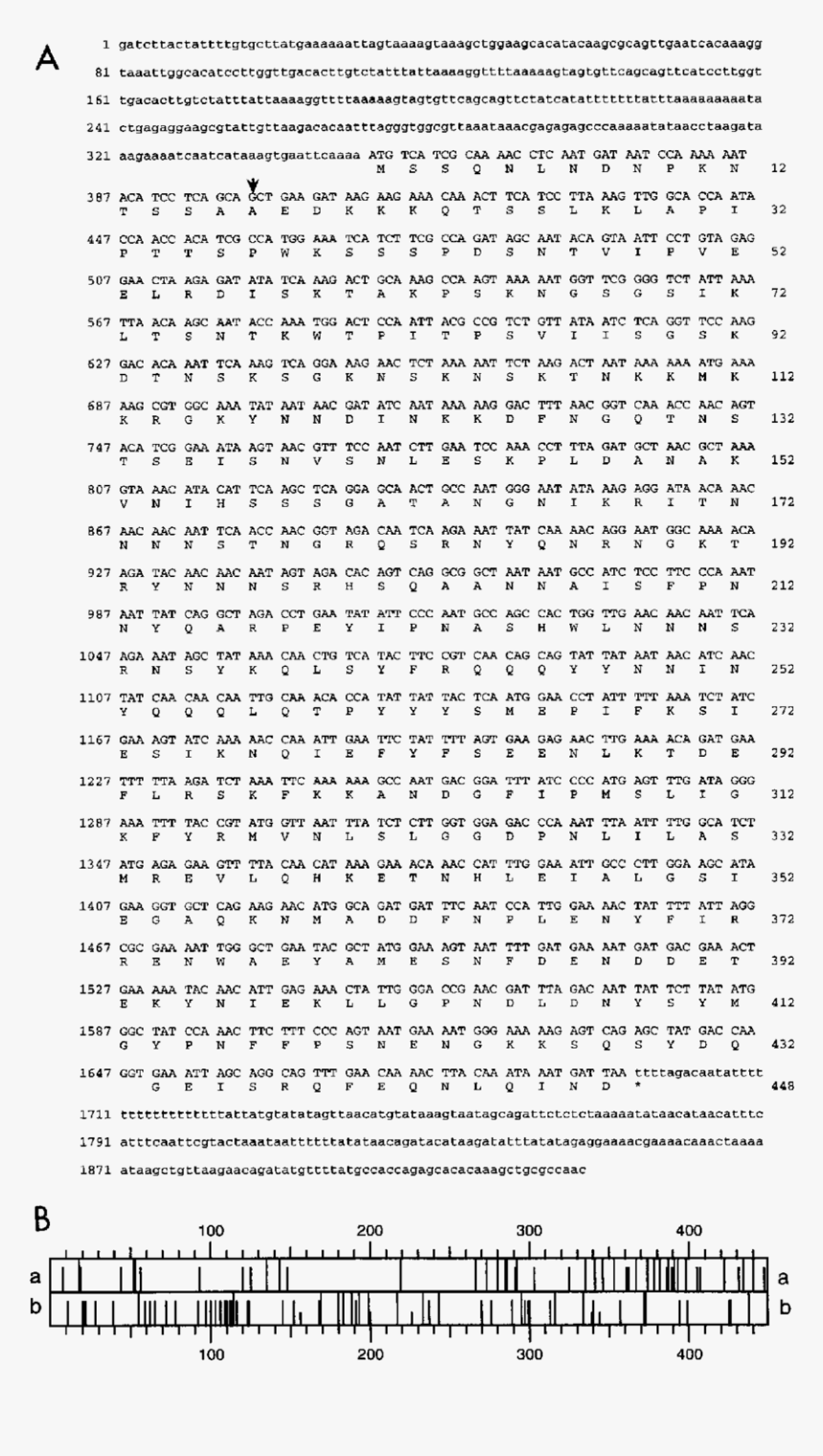 Sequence, HD Png Download, Free Download