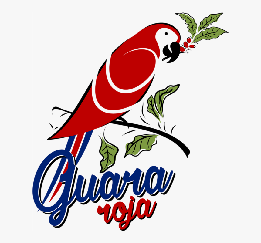 Macaw Clipart , Png Download - Dibujo De La Guara Roja, Transparent Png, Free Download