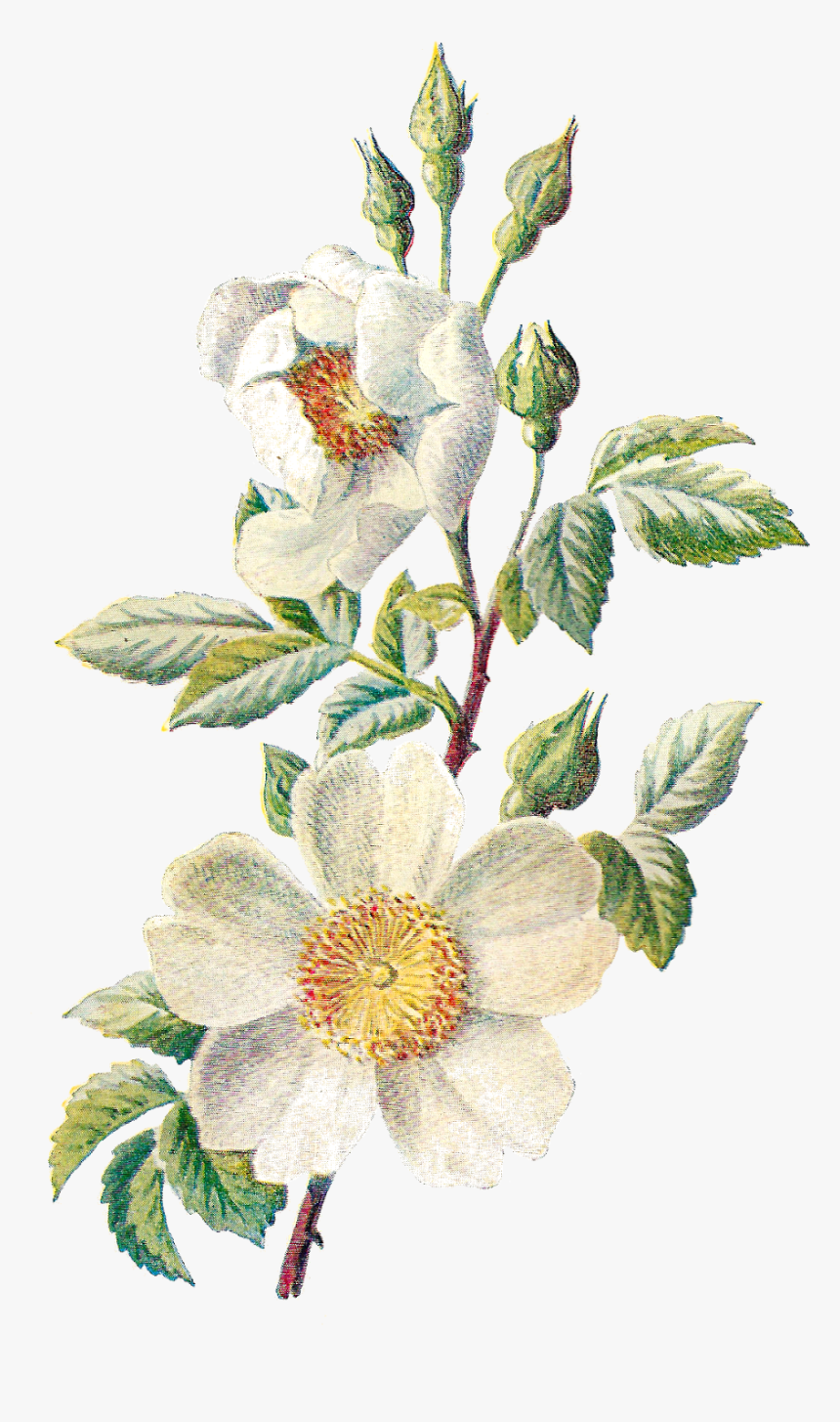 Antique Images Stock Botanical - Vintage Flower Illustration Transparent, HD Png Download, Free Download