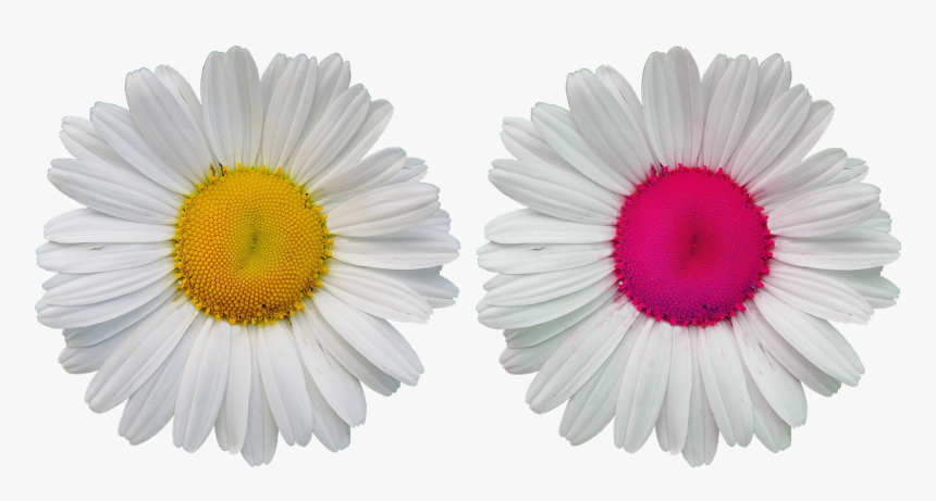 Transparent Wild Flowers Png - ดอก เด ซี่ ภาพ วาด, Png Download, Free Download