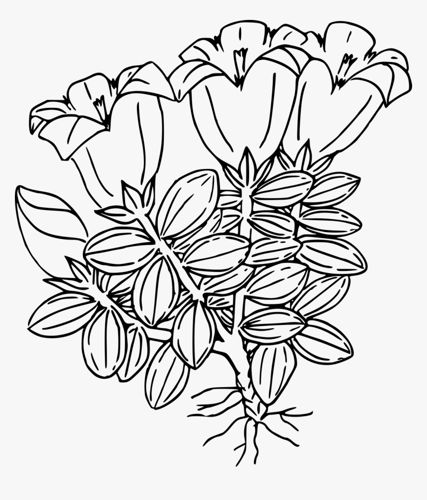 Gentian Clipart Black And White, HD Png Download, Free Download