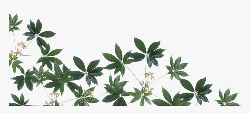 Rainforest Png Image - Leaves In The Emergent Layer, Transparent Png, Free Download