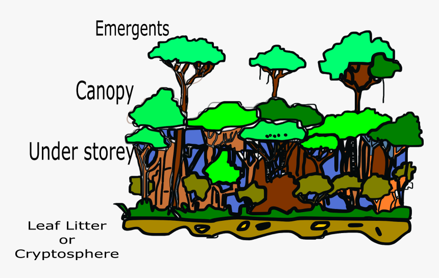 Structure Of Tropical Rainforest , Png Download, Transparent Png, Free Download