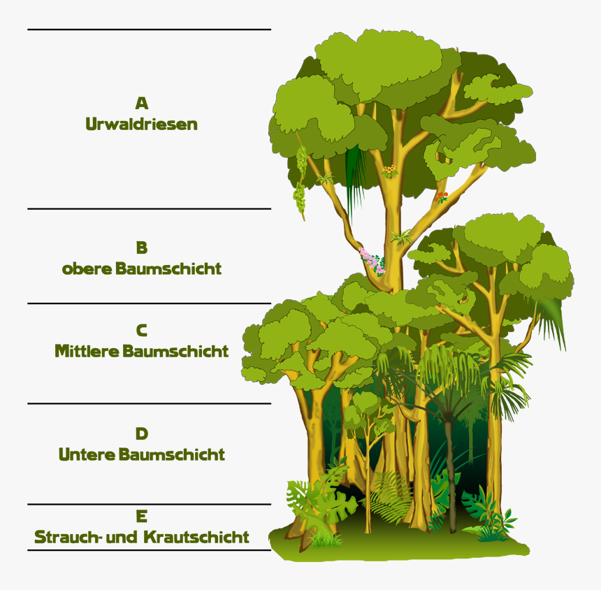 Transparent Pflanzen Clipart - Regenwald Clipart, HD Png Download, Free Download