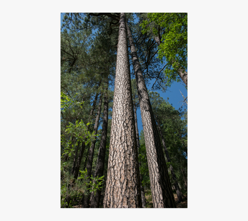 Tall Pine Trees Mt Lemmon Arizona Poster 22"x34" - Redwood, HD Png Download, Free Download