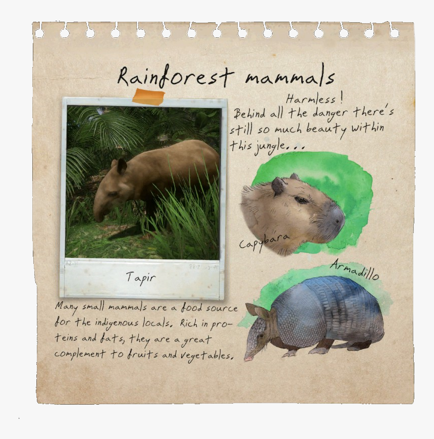 Rainforest Mammals Notebook Page - Goliath Spider Green Hell, HD Png Download, Free Download