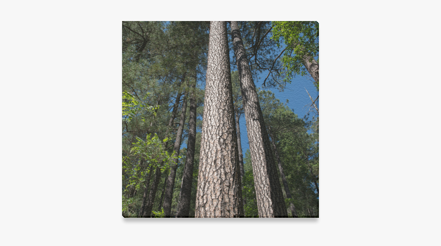 Tall Pine Trees Mt Lemmon Arizona Canvas Print 6"x6" - Redwood, HD Png Download, Free Download