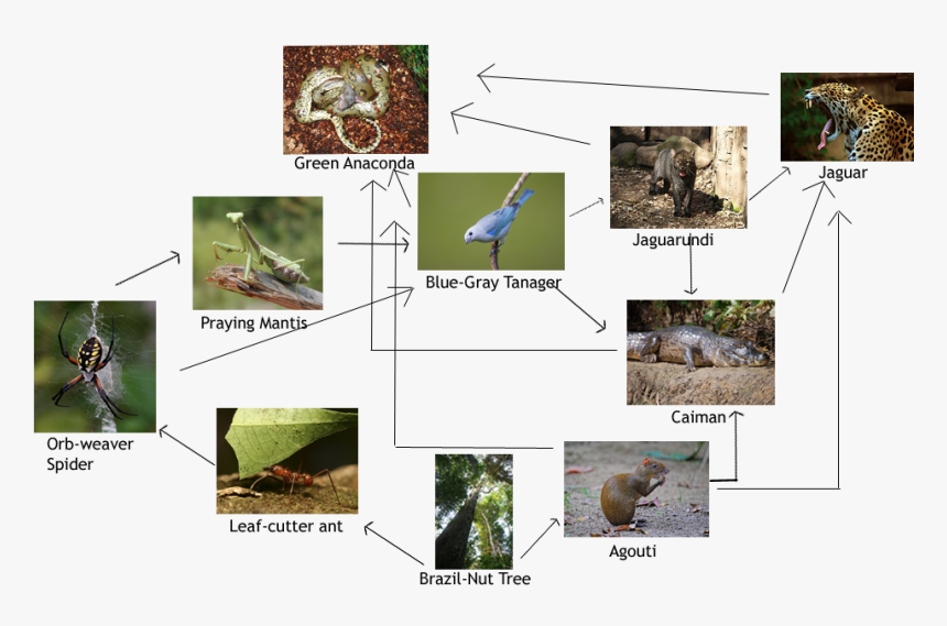 Picture - Goliath Birdeater Food Chain, HD Png Download, Free Download