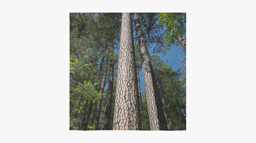 Tall Pine Trees Mt Lemmon Arizona Square Towel 13“x13” - Grove, HD Png Download, Free Download