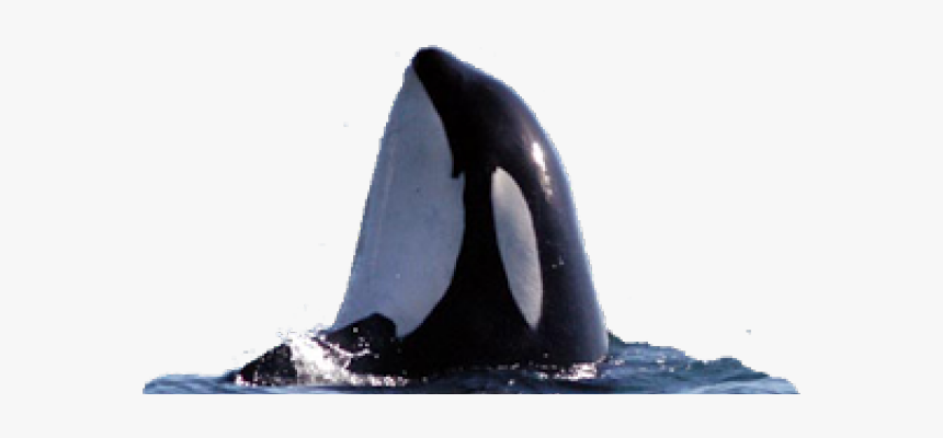 Killer Whale Png Transparent Images - Killer Whale, Png Download, Free Download
