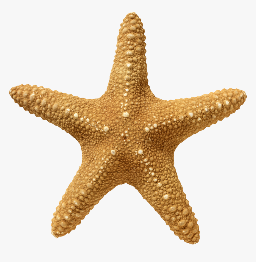 Starfish Png - Transparent Starfish Png, Png Download, Free Download