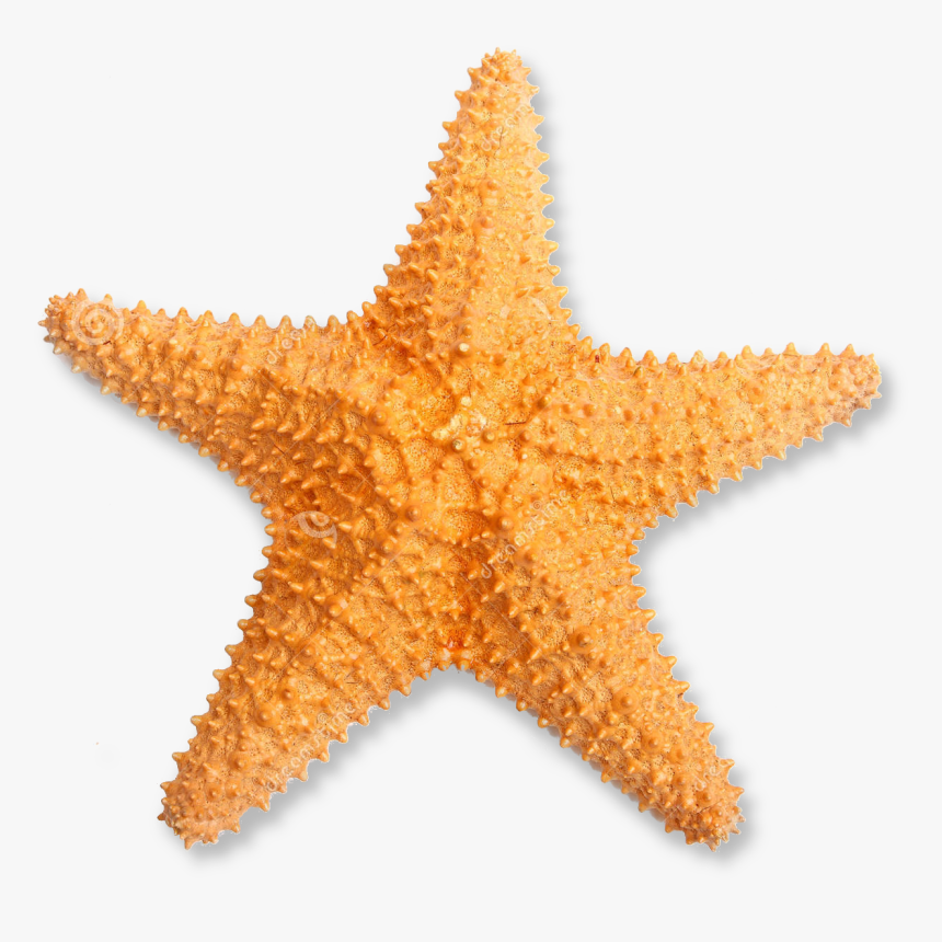 Orange Starfish Png - Transparent Starfish Png, Png Download, Free Download