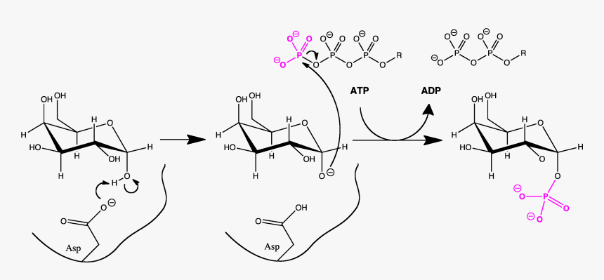 Galactokinase Mech - Structure, HD Png Download, Free Download