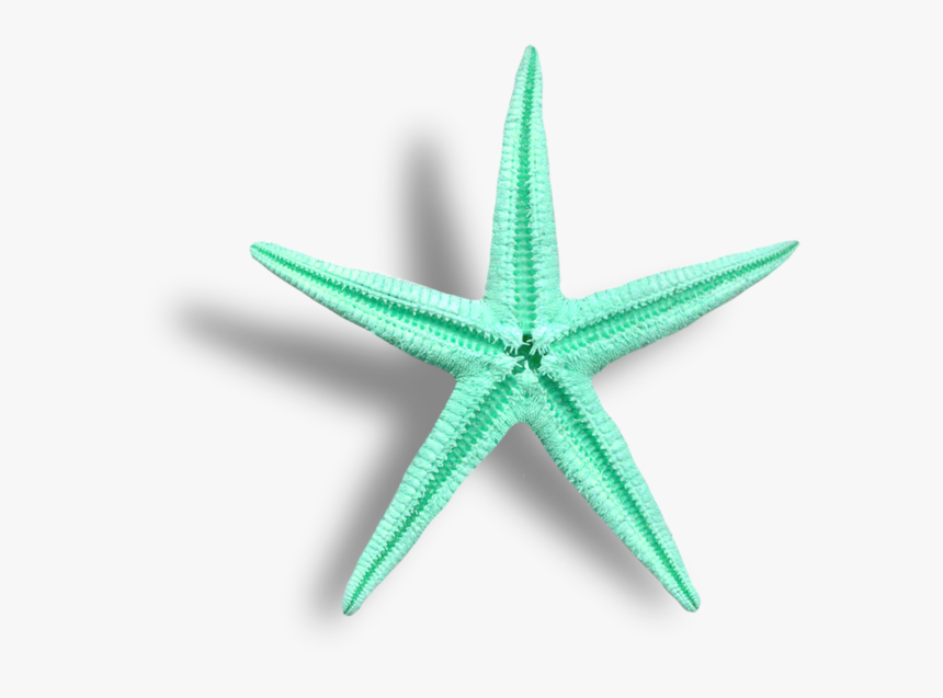 Transparent Starfish Cartoon Png - Starfish, Png Download, Free Download