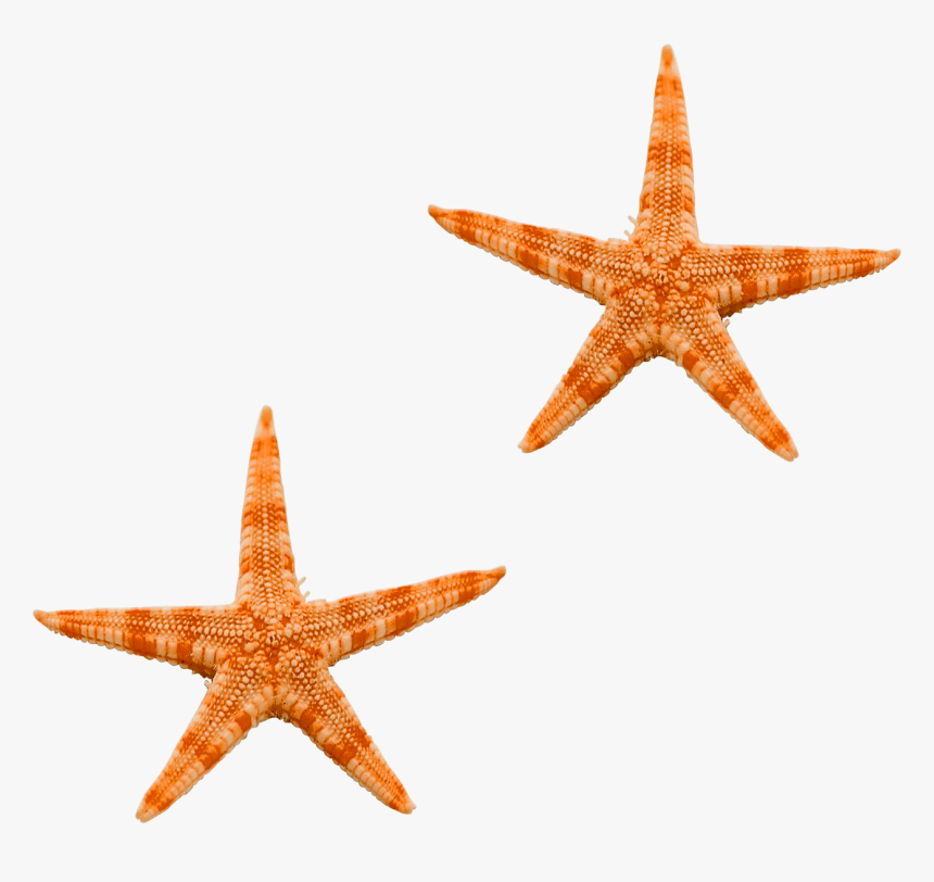 Ocean Star Png, Transparent Png, Free Download