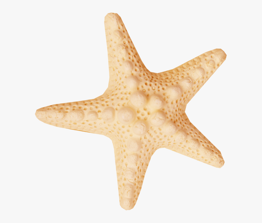 Starfish Sea Clip Art - Ракушки Морские Звезды Пнг, HD Png Download, Free Download