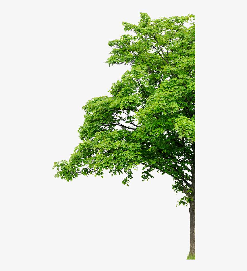 Sycamore Maple, HD Png Download, Free Download