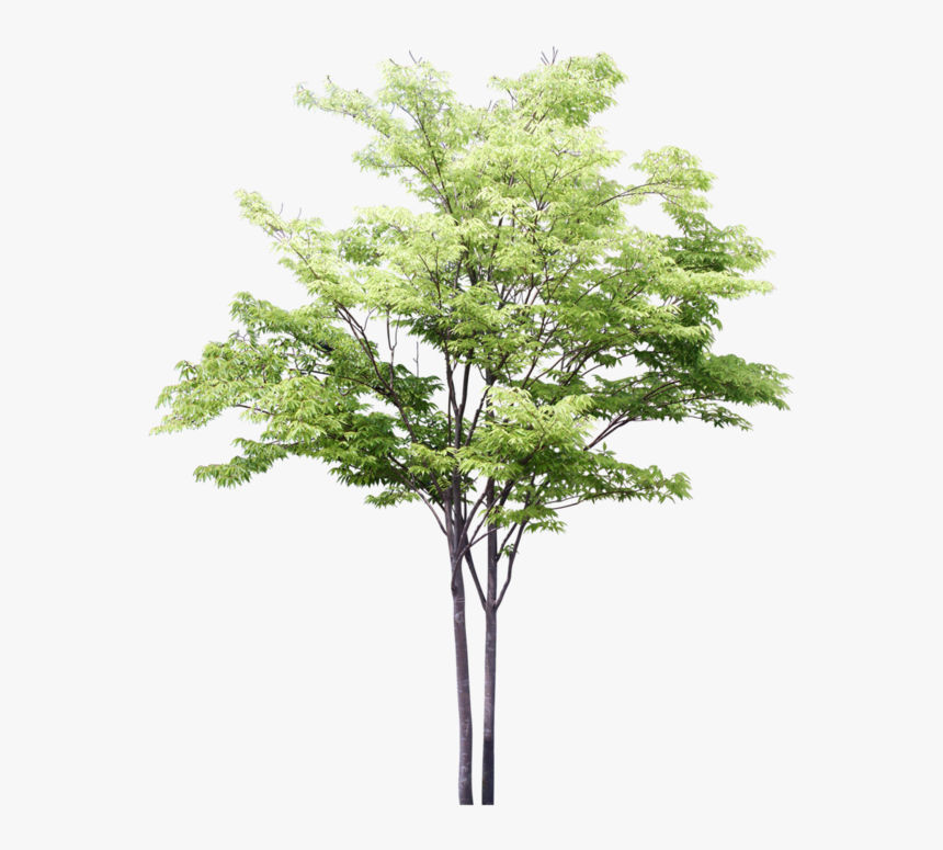 3d Trees Png For Photoshop , Png Download - Tree Png Watercolor, Transparent Png, Free Download