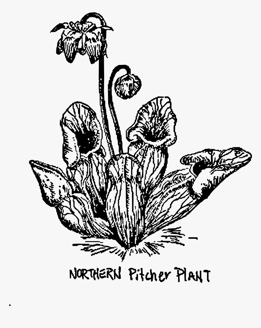 Northern Pitcher Plant Clip Arts - Pitcher Plant Coloring Page, HD Png Download, Free Download