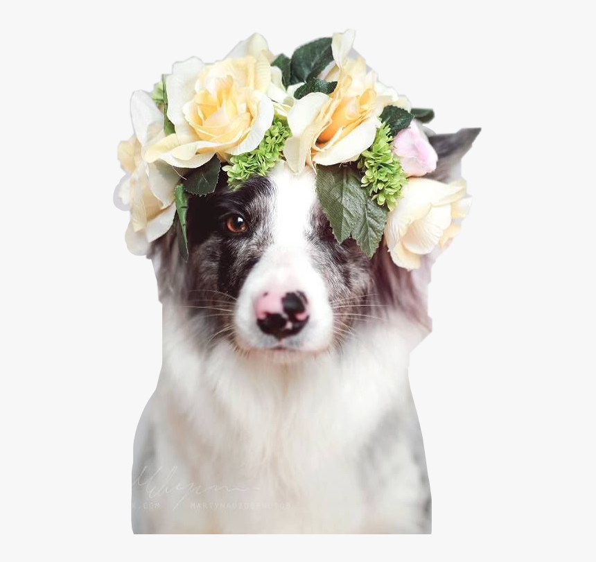 Transparent Asthetic Png - Australian Shepherd Flower Crown, Png Download, Free Download