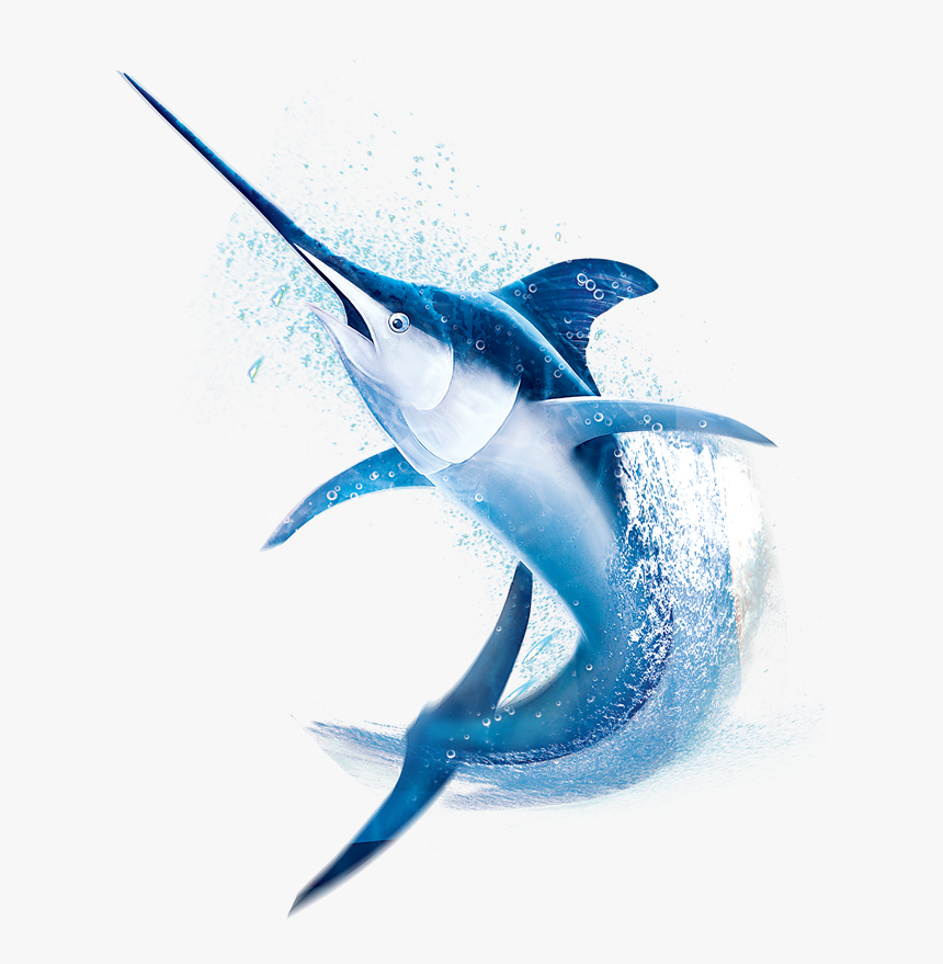 Image Is Not Available - Atlantic Blue Marlin, HD Png Download, Free Download