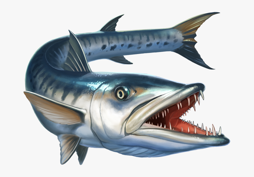 Image Is Not Available - Barracuda Png, Transparent Png, Free Download