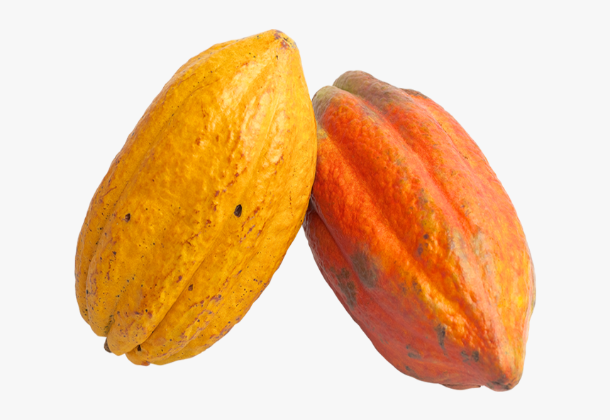 Cacao Png Image - Cacao Png, Transparent Png, Free Download