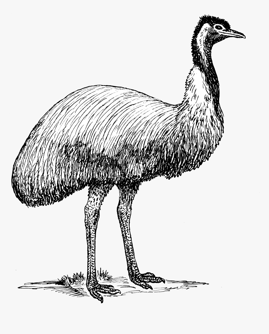 Emu - Emu Black And White, HD Png Download, Free Download