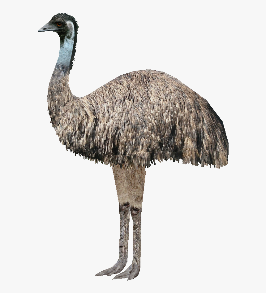 Emu Transparent Background , Png Download - Bigger Emu Or Ostrich, Png Download, Free Download