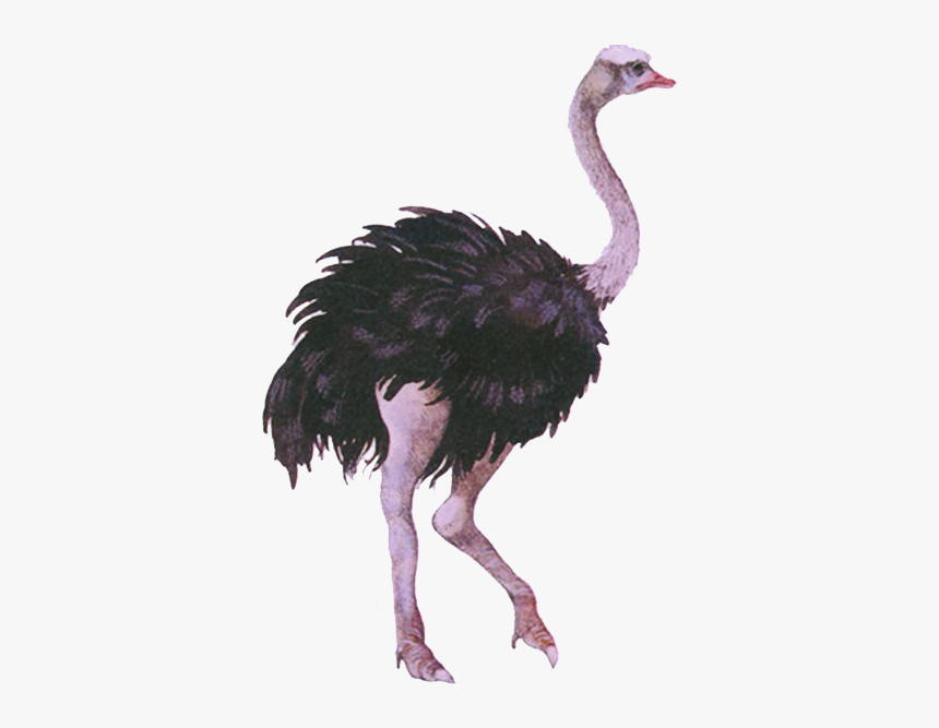 Emu - Emu Png, Transparent Png, Free Download