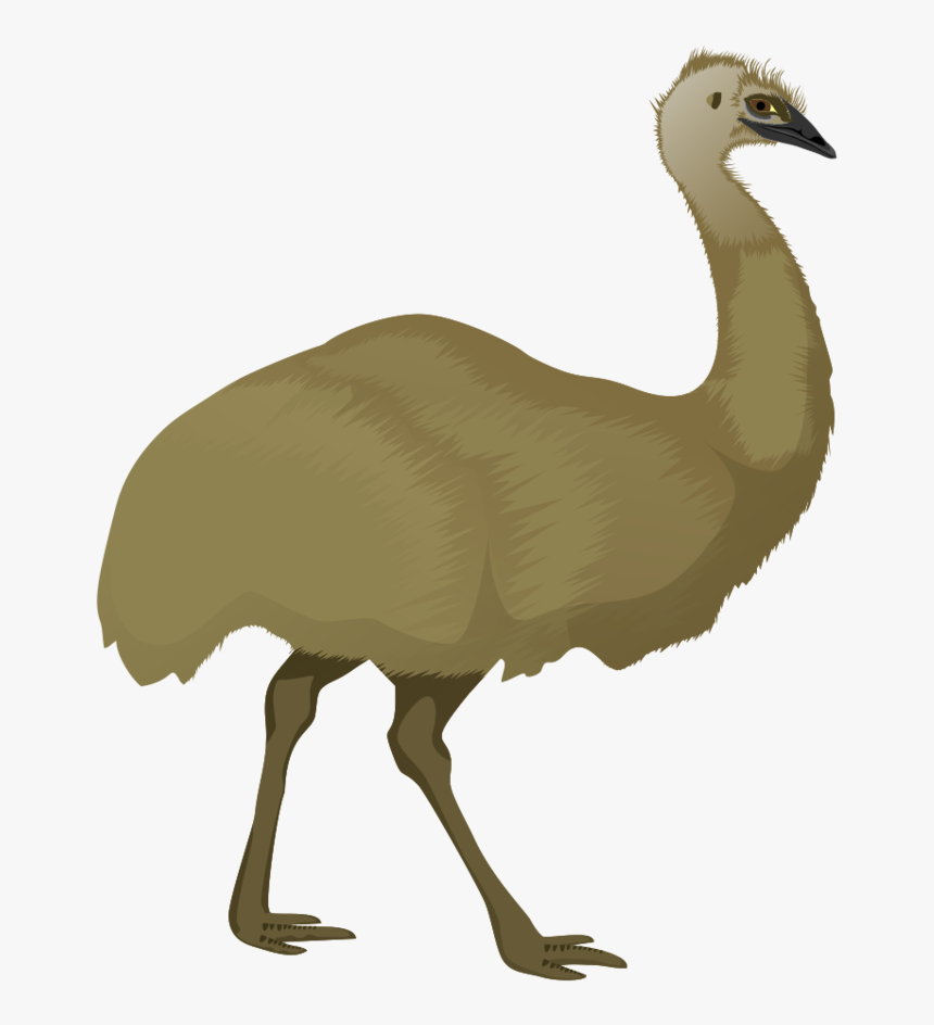 Cartoon Emu Png Pluspng - Emu Clipart, Transparent Png - kindpng