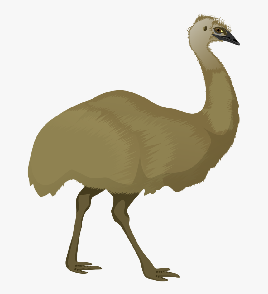 Cartoon Emu Png Pluspng - Emu Clipart, Transparent Png, Free Download