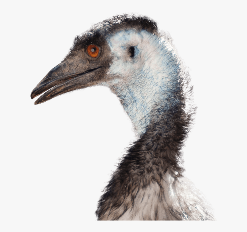 Emu - Emu Png, Transparent Png, Free Download