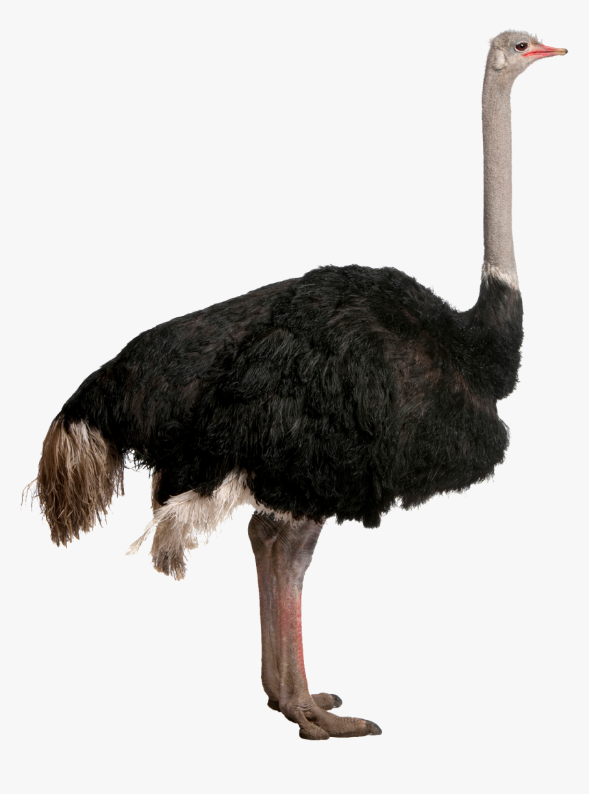 Ostrich Png, Transparent Png, Free Download