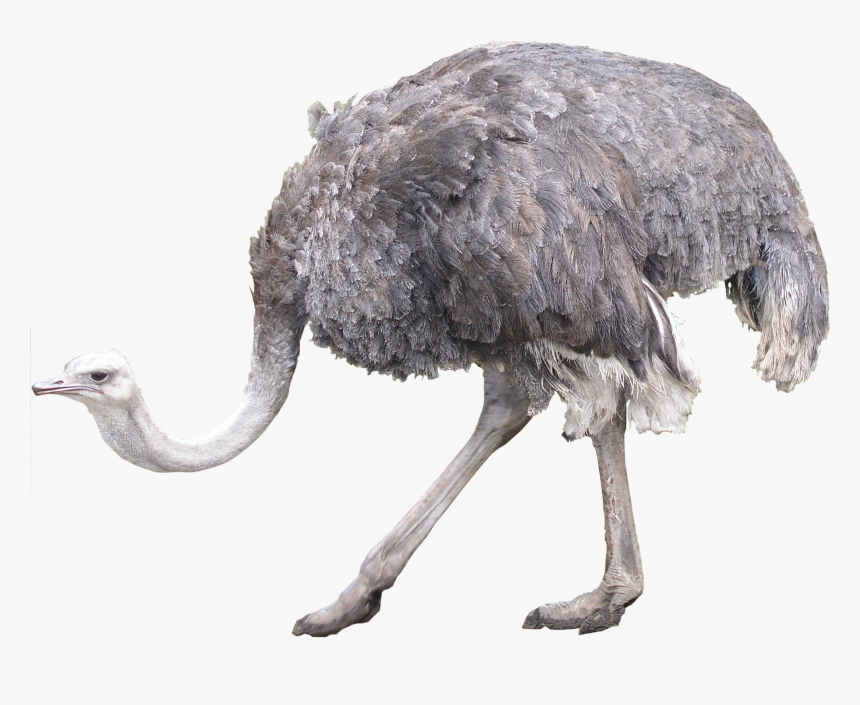 Ostrich Png - Ostrich Png Transparent, Png Download, Free Download