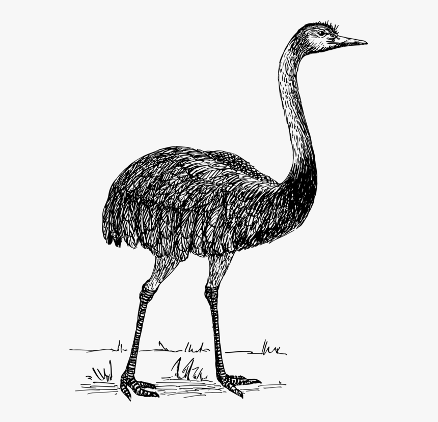 Transparent Ostrich Png - Drawing Of Common Ostrich, Png Download, Free Download