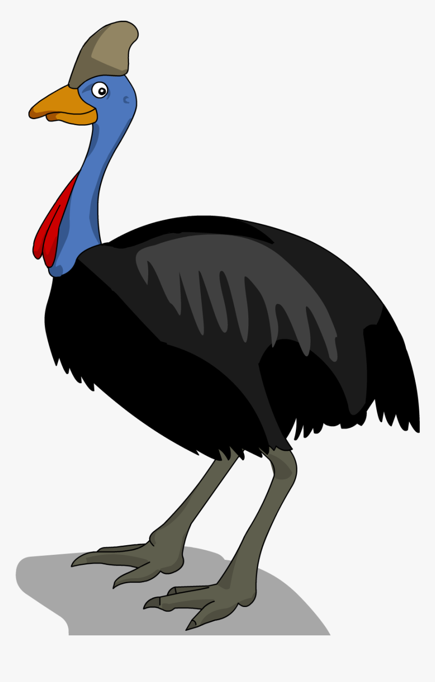 Emu Drawing Cassowary - Diagram Of A Cassowary, HD Png Download, Free Download