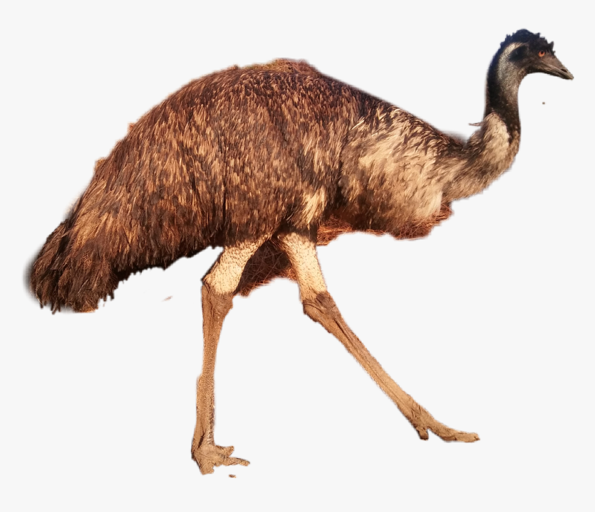 #emu - Emu, HD Png Download, Free Download