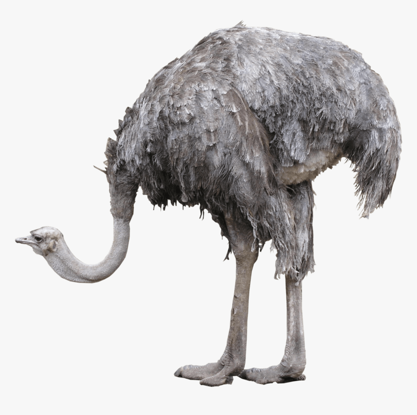 Emu Png, Transparent Png, Free Download